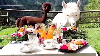 so sweet break fast | cute animals | subscribe
