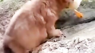 Puppy and duck love