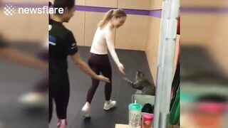 Cat funny