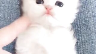 CUTE FUNNY ANIMAL VIDEO