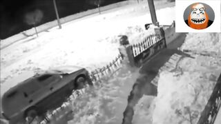 Нападения волков на собак Несколько случаев