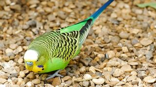 GREEN PARROT VIDEO