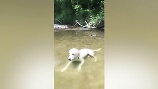 Я РЖАЛ ЦЕЛЫЙ ЧАС ???? СМЕШНЫЕ КОШКИ И СОБАКИ / СМЕШНЫЕ ЖИВОТНЫЕ ЗА ВЕСЬ МАРТ 2022