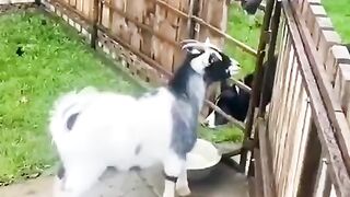 Animals lovely video watch ????