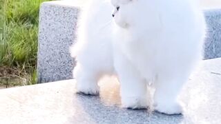 Cute kitten