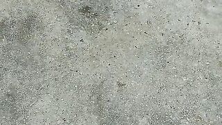 Funny ???? animals video funniest