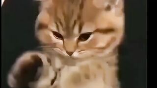 Lovely ???? cat funny video ???? great