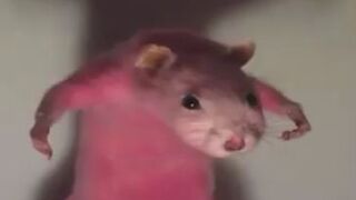 Rat getting ready for date ????