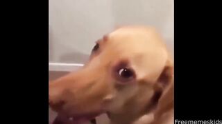 BEST MEMES COMPILATION V7