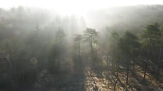 Forest green