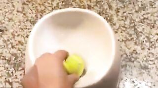 funny animal moment