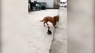 Duck vs Dog #shorts funny#animals