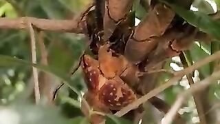 Coconut_crabs_can_break_your_hands_