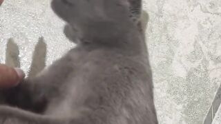 This beautiful 3-year-old cat is looking for a home to adopt her
