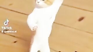 Best funny videos. Funny cats tiktok dance.