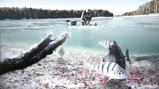 РАЗГАДАЛ СЕКРЕТ ЛОВЛИ ОКУНЯ НА МОРМЫШКУ!