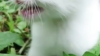 cute lovely cat 2023 and funny cat
