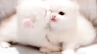 Cute cats funny cat and dog Videoes 2023 #cats #dogs #animals