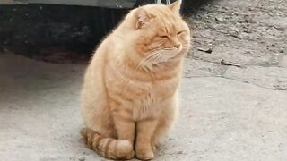 Cute cats funny cat and dog Videoes 2023 #cats #dogs #animals