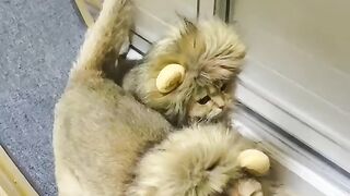 Cute cats funny cat and dog Videoes 2023 #cats #dogs #animals