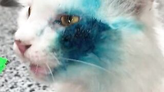 The beautiful cat is still receiving care at the vet clinic, she is doing well my friends