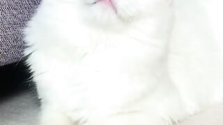 Wow what a beautiful cat, both its eyes are of two colors.