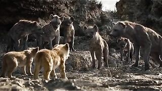 New Comedy Animation Cartoon latest 2023 (The Lion King sean)