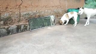 Dog funny video