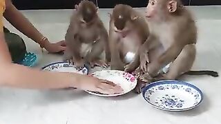 3 Obediently Waiting Mom Cut Watermelon To Eat