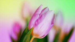 Nature beauty