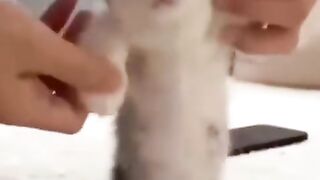 Funny cat