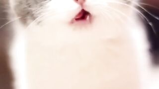 Cute kittens Funny☺☺