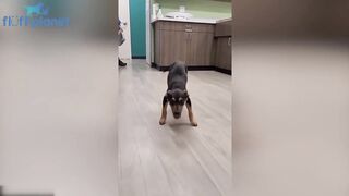 Happy Guy Happy Dog - TikTok Compilation.