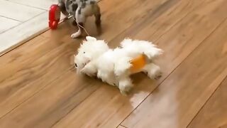 French Bulldog SOO Cute! Funny and Cute French Bulldog Puppies Compilation cute moment #10.