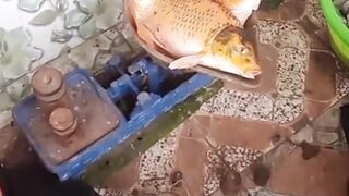 Fish and shrimp harvest