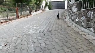 He is the stray cat with the most interesting meow I've ever met!