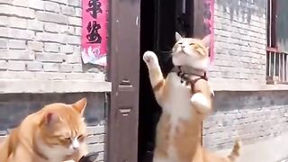 dancing cat !