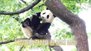 An Adorable Baby Panda Playing Hide-and-Seek with a Zookeeper