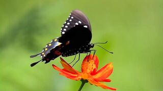 Beauty butterfly