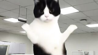Funny cat 379