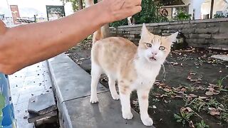 This Beautiful Stray Cat Won't Stop Kneading While Being Petted!