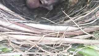 “A Miracle of New Life: Baby Birds in the Nest 🐣❤️”