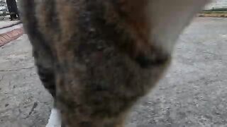 She is one of the most eager to be petted stray cats I've ever met