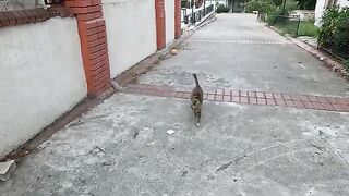 Caramel and Tuxie came running towards us at the same time