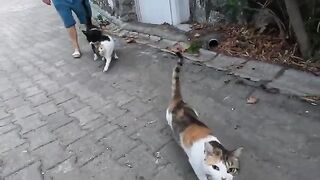 Pom Pom the Stray Cat and Friends Are Always So Happy To See Us!