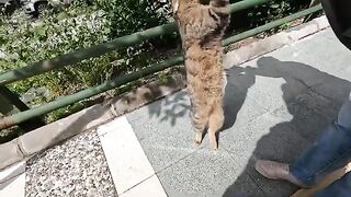 A stray cat feels indescribable happiness when it sees its beloved human.