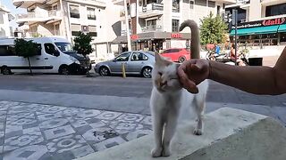 The old stray cat on the wall was very cute and friendly