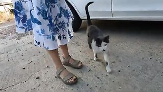 Stray Cat Screams For Food the Moment She Sees Us!
