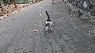 Pom Pom the stray cat and her friends came running towards us with pure joy