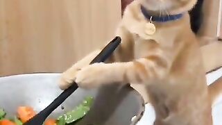 Oyen was sick while cooking